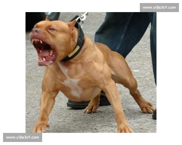 皮特犬竞技赛事：挑战极限的速度与力量对决